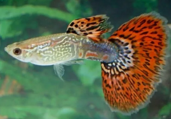 Coppia di Guppy snakeskin cobra red, Poecilia reticulata 3,5 cm - maschio + femmina