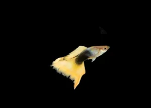 Coppia di Guppy Half/Black yellow delta, Poecilia reticulata male 3,5 cm maschio + femmina