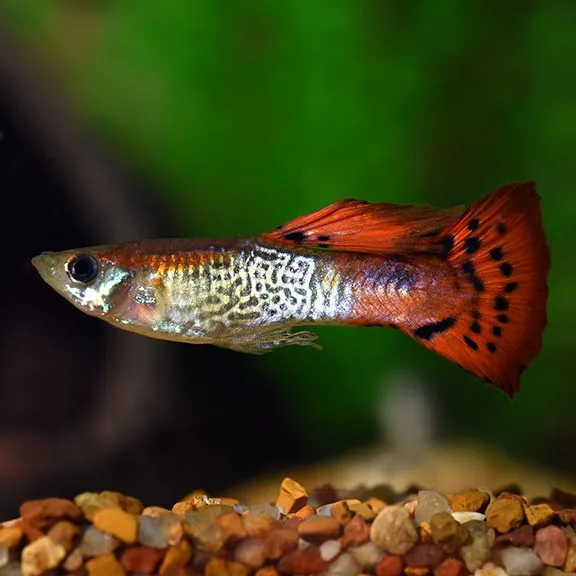 Coppia di Guppy snakeskin cobra red, Poecilia reticulata 3,5 cm - maschio + femmina