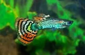 Guppy maschio Leopard Dragon Tail, Poecilia reticulata male 3,5 cm