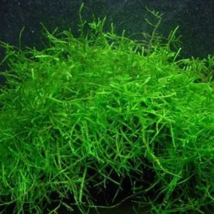 MUSCHIO DI JAVA MOSS (VESCICULARIA DUBYANA) porzione 6x6 cm