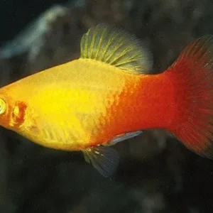 Platy Sunset, xiphophorus maculatus 2-3 cm