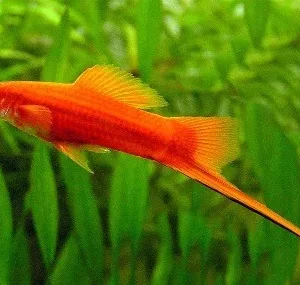 Portaspada rosso, xiphophorus helleri red 3-5 cm
