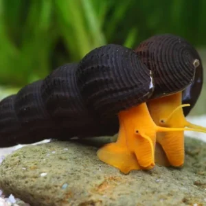 Lumaca Tylomelania Orange Rabbit Snail 3-6 cm