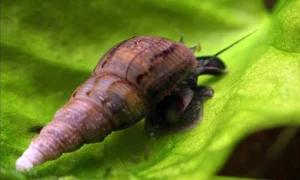 Lumaca Melanoides Tubercolaria - detritivora - smuove il fondo
