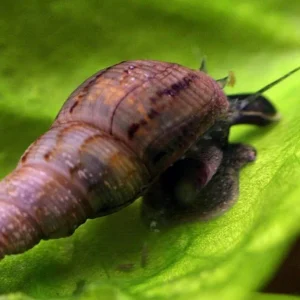 Lumaca Melanoides Tubercolaria - detritivora - smuove il fondo