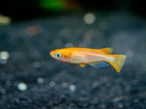 Medaka Oryzias Latipes Youkihi Orange 1,5-2 cm - pesce da branco resistente alle basse temperature