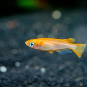 Medaka Oryzias Latipes Youkihi Orange 1,5-2 cm - pesce da branco resistente alle basse temperature