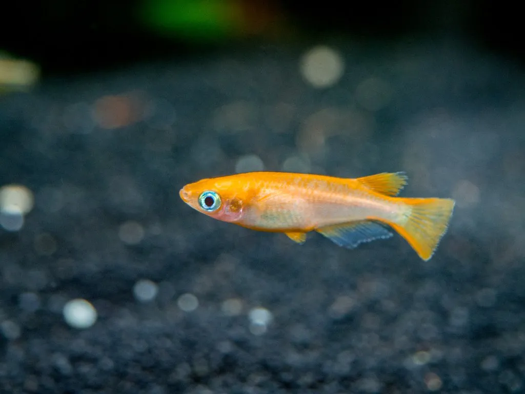 Medaka Oryzias Latipes Youkihi Orange 1,5-2 cm - pesce da branco resistente alle basse temperature