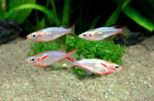Medaka Oryzias Woworae 1,5-2 cm - pesce da branco di facile allevamento