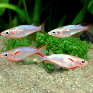 Medaka Oryzias Woworae 1,5-2 cm - pesce da branco di facile allevamento
