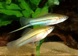 Portaspada verde, xiphophorus helleri green 5 cm
