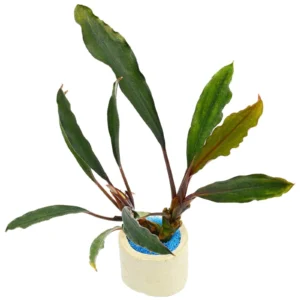 Bucephalandra Kapuas Hulu - pianta rara epifita da primo piano