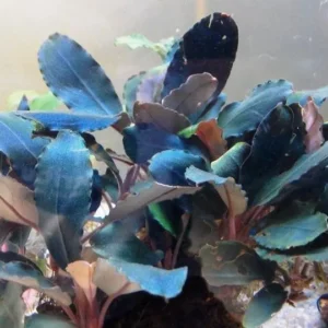 Bucephalandra Deep Blue - V3 Dark Blue - pianta rara epifita da primo piano