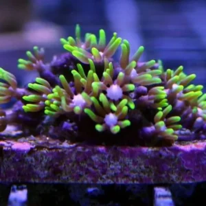 Clavularia viridis - Corallo molle facile - frag di 5 cm