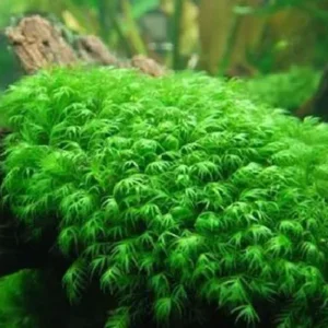 MUSCHIO FISSIDENS FONTANUS (PHOENIX MOSS) 3x3 cm