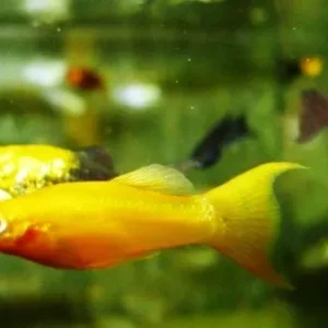 Poecilia Sphenops Gold Molly coda a Lyra 4 cm