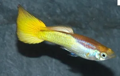 Guppy maschio German Yellow, Poecilia reticulata male 3,5 cm