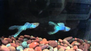 Guppy maschio Blue coda a lyra, Poecilia reticulata male 3,5 cm