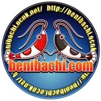 Benibachi Bacteria Bee3 30 gr - integratore di batteri, enzimi e chitosano per gamberetti