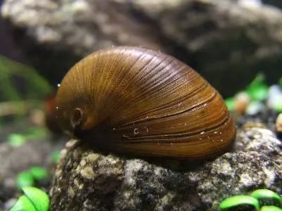 Neritina sp. Black Helmet 2 cm mangia alghe nere a pennello