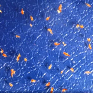 Copeopodi - Marine Copeopods - CIBO VIVO PER PESCI E CORALLI - STARTER COLTURA - zooplancton