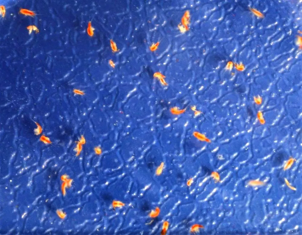 Copeopodi - Marine Copeopods - CIBO VIVO PER PESCI E CORALLI - STARTER COLTURA - zooplancton