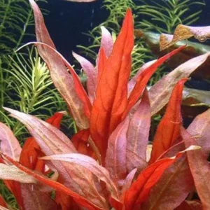 Alternanthera Reineckii RED - pianta rossa a crescita rapida in vasetto