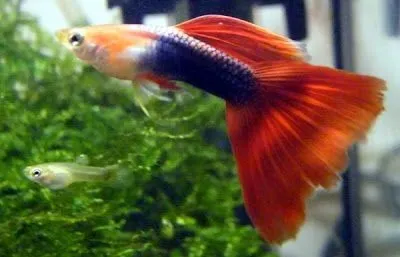 Guppy maschio H/B red, Tuxedo red Poecilia reticulata male 3,5 cm