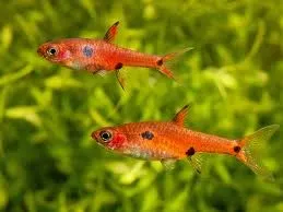 Rasbora Maculata - Boraras Maculatus - Dwarf Rasbora 1,5 cm - Nanofish
