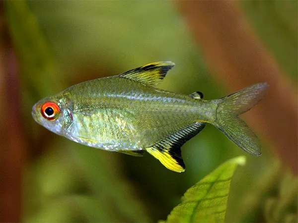 Hyphessobrycon Pulchripinnis 2-3 cm - Tetra Limone - lemon Tetra