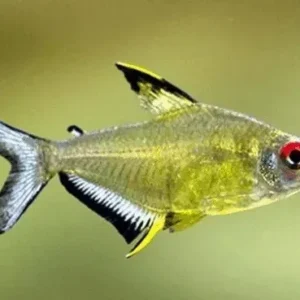 Hyphessobrycon Pulchripinnis  2-3 cm - Tetra Limone - lemon Tetra