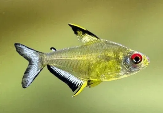 Hyphessobrycon Pulchripinnis 2-3 cm - Tetra Limone - lemon Tetra