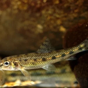 Gobio Gobio 7-10 cm - pesce d'acqua fredda e da laghetto