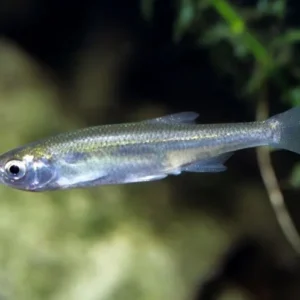 Leucaspius Delineatus - Alborella Fasciata 3-6 cm - pesce d'acqua fredda e da laghetto