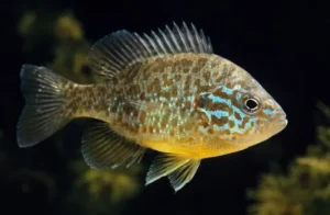 Lepomis gibbosus 3-5 cm - Persico Sole - pesce d'acqua fredda e da laghetto