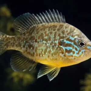 Lepomis gibbosus 3-5 cm - Persico Sole - pesce d'acqua fredda e da laghetto