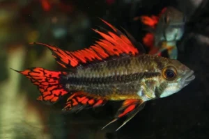 Apistogramma cacatuoides 2-5 cm - ciclidi nani