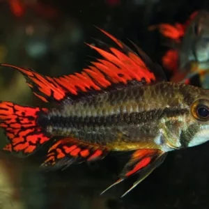 Apistogramma cacatuoides 2-5 cm - ciclidi nani