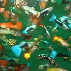 Guppy maschio multicolor mix, Poecilia reticulata male 3-3,5 cm