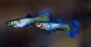 Coppia di Guppy Blue Jeans, Poecilia reticulata 3,5 cm maschio + femmina