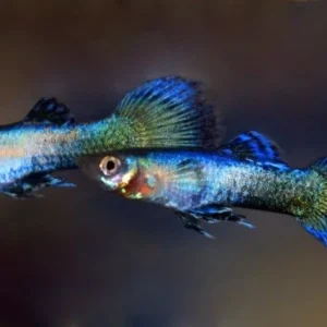 Coppia di Guppy Blue Jeans, Poecilia reticulata 3,5 cm maschio + femmina