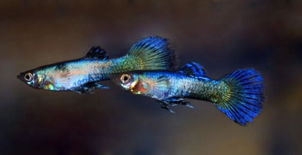 Coppia di Guppy Blue Jeans, Poecilia reticulata 3,5 cm maschio + femmina