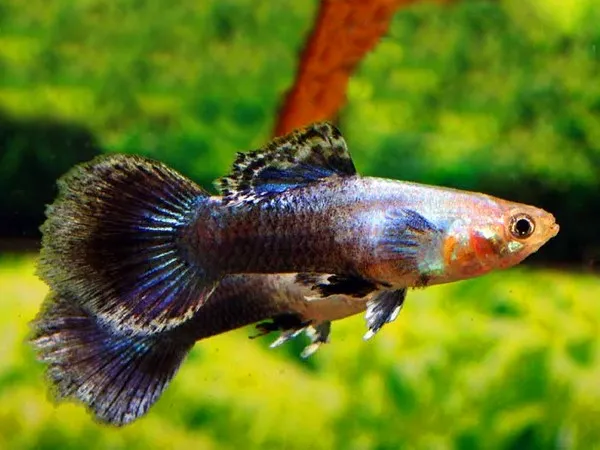 Coppia di Guppy Blue Jeans, Poecilia reticulata 3,5 cm maschio + femmina