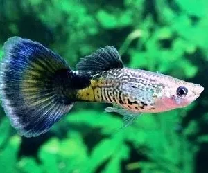Guppy maschio Blue Cobra, Poecilia reticulata male 3,5 cm