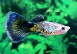 Coppia di Guppy Blue Cobra, Poecilia reticulata 3,5 cm maschio + femmina