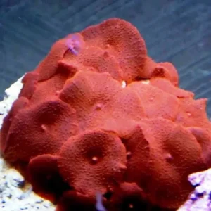 Discosoma Red Mushroom - rosso - Corallo molle facile - 1 disco su frag