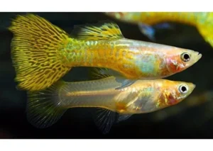 Guppy maschio Snakeskin Cobra Blond, Poecilia reticulata male 3,5 cm