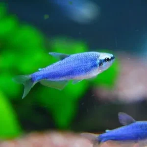 Inpaichthys Kerri Superblue 2.5-3.5 cm - Emperor tetra blu