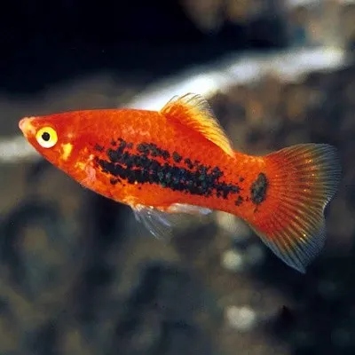 PLATY TUXEDO RED, xiphophorus maculatus 2-4 cm